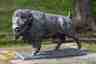 Silver Buffalo Statue