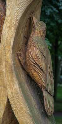 Grimmen - Vögel auf einem Baum