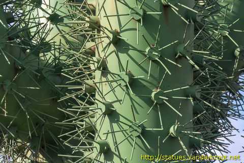 Guatiza - Cactus